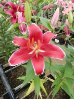 [4277 Cadenza Mak No02.JPG]